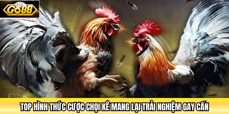 Top hình thức cược chọi kê mang lại trải nghiệm gay cấn